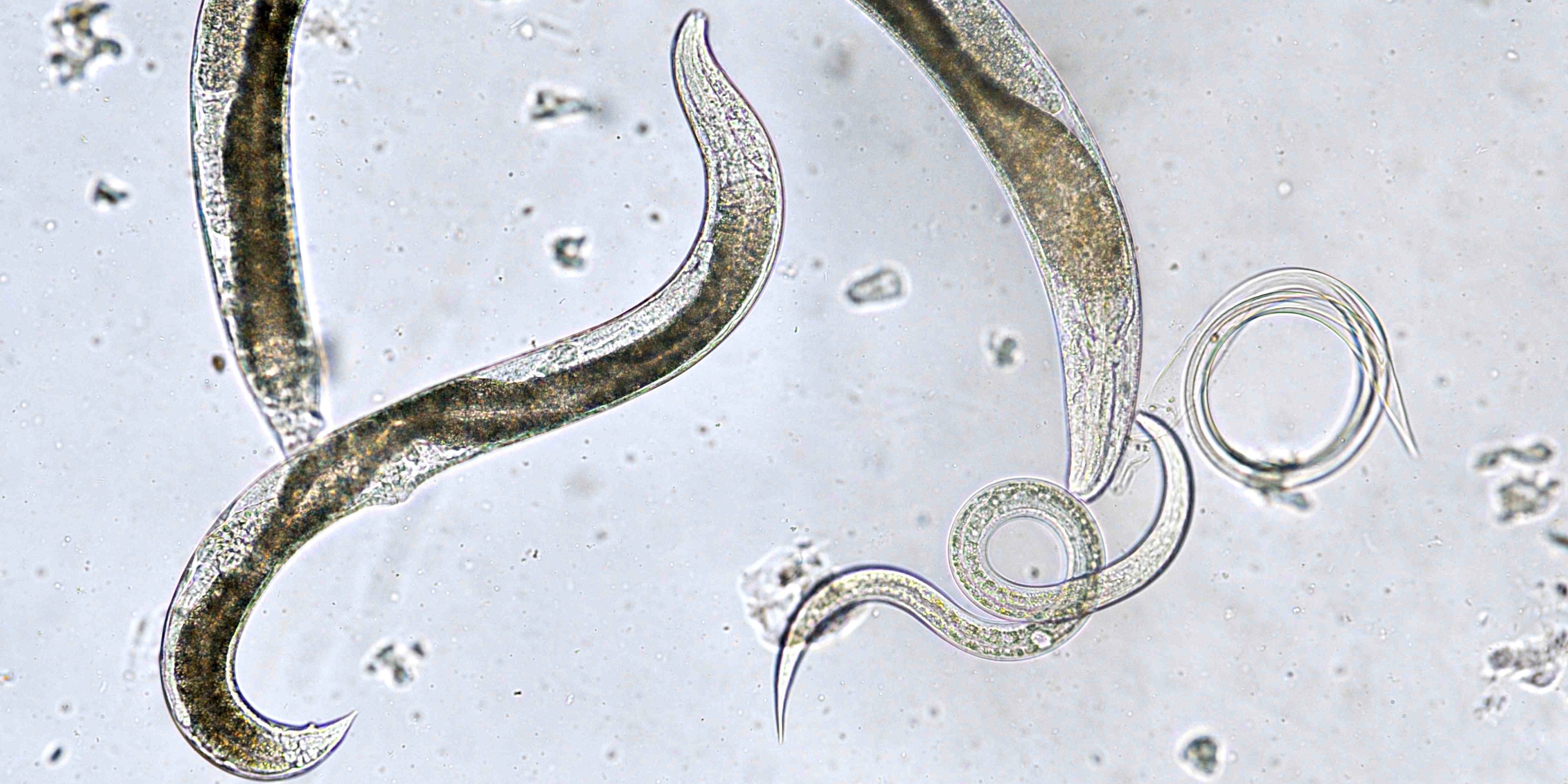 Méthode du test éco-toxicologique utilisant le nématode modèle C. Elegans